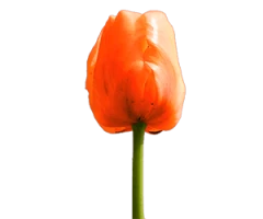 Tulipa cvs., hybrids