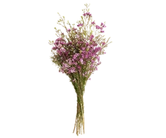 Chamelaucium uncinaturn