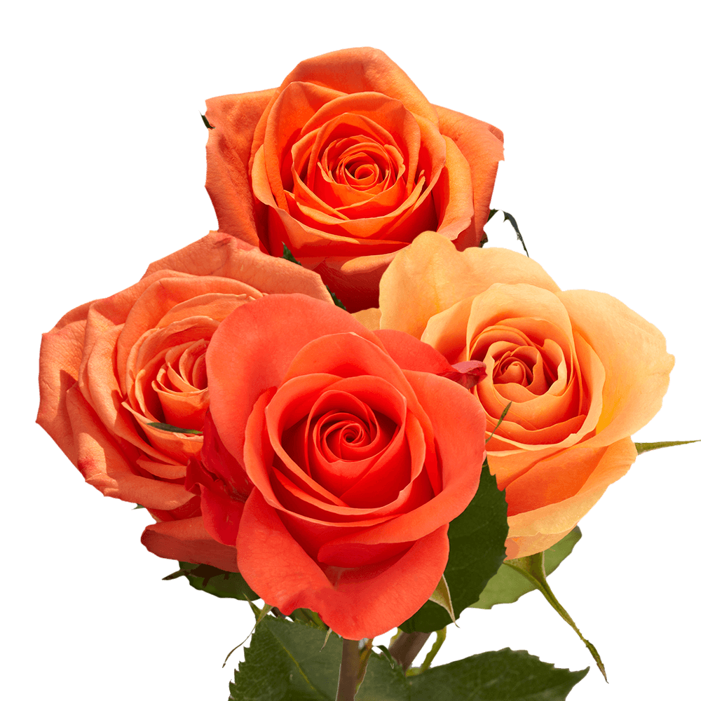 Greenchoice Flowers | 24 Orange Roses Fresh Cut Flowers | Fresh Bulk  Flowers | Birthday Flowers | (2 Dozen) - 20 inch Long Stem Flower Cut  Direct from