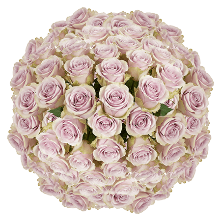 100 Andrea Roses (Medium) – Lavender Roses