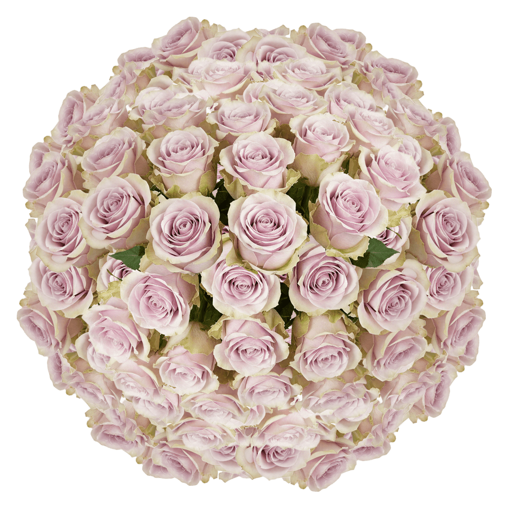 100 Andrea Roses (Medium) – Lavender Roses