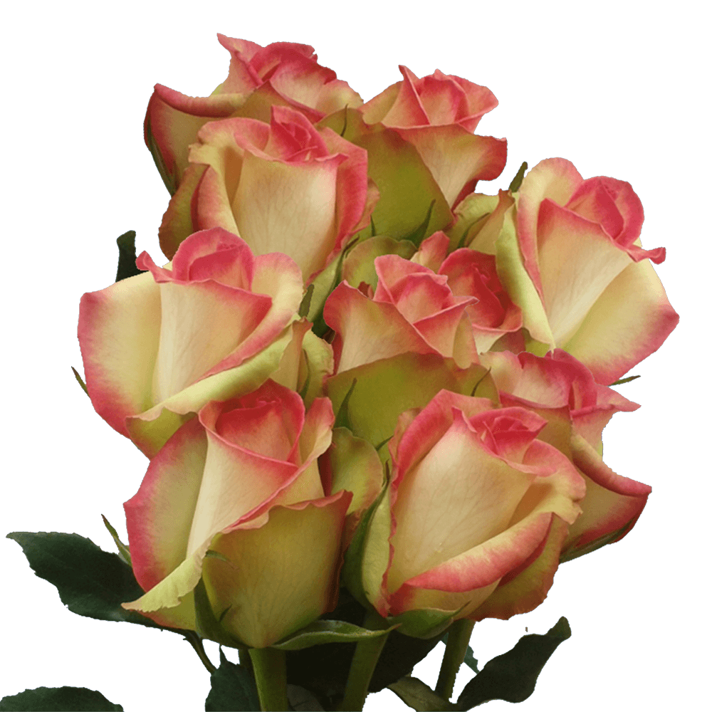 100 Bicolor White Red Roses Unlimited Sale Shipped for Free