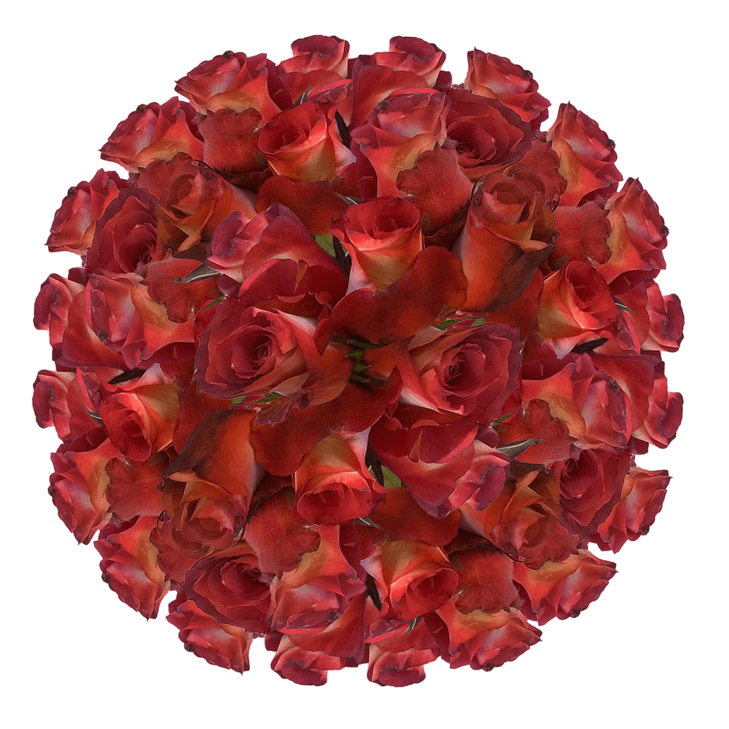 100 Brown Cream Leonidas Roses Best Online Deal on Roses