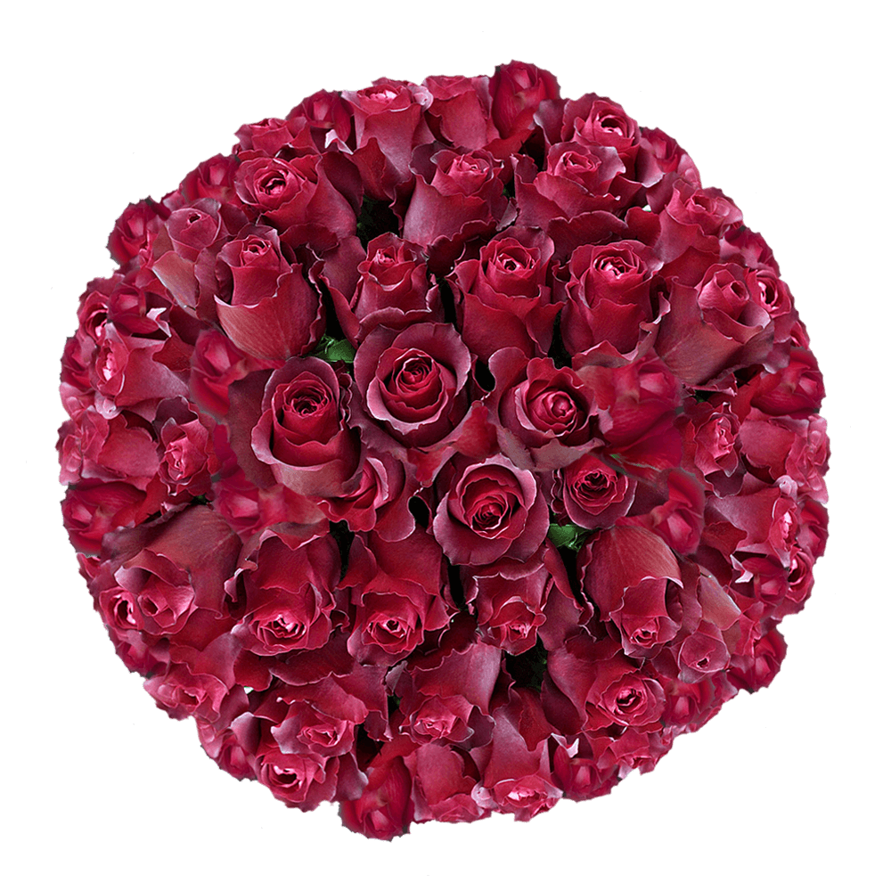 100 Fresh Terracota Roses Where to Get Cheap Roses Deal