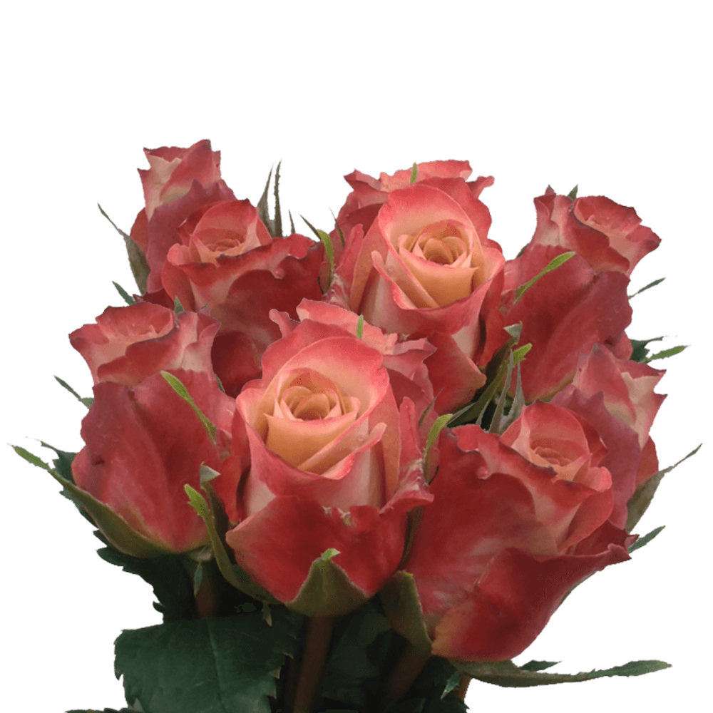 100 Orange Red Roses Free Delivery Bicolor Roses Red Tips