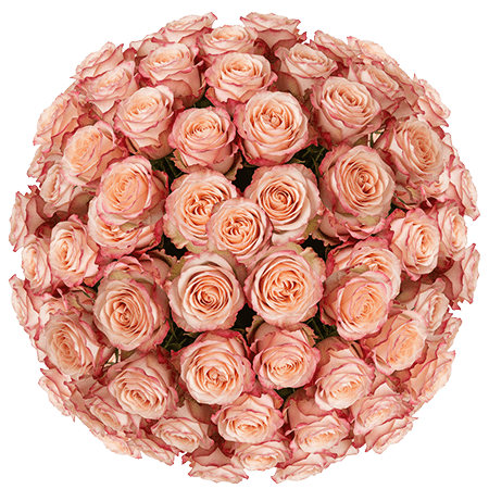 100 Princess Crown Roses (Medium) – Peach Roses