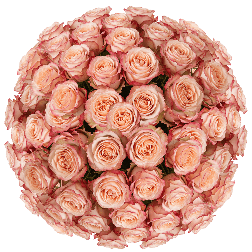 100 Princess Crown Roses (Medium) – Peach Roses