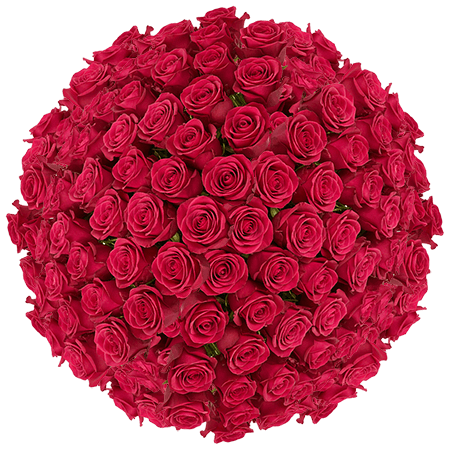100 Queen Berry Roses – Fresh Hot Pink Roses