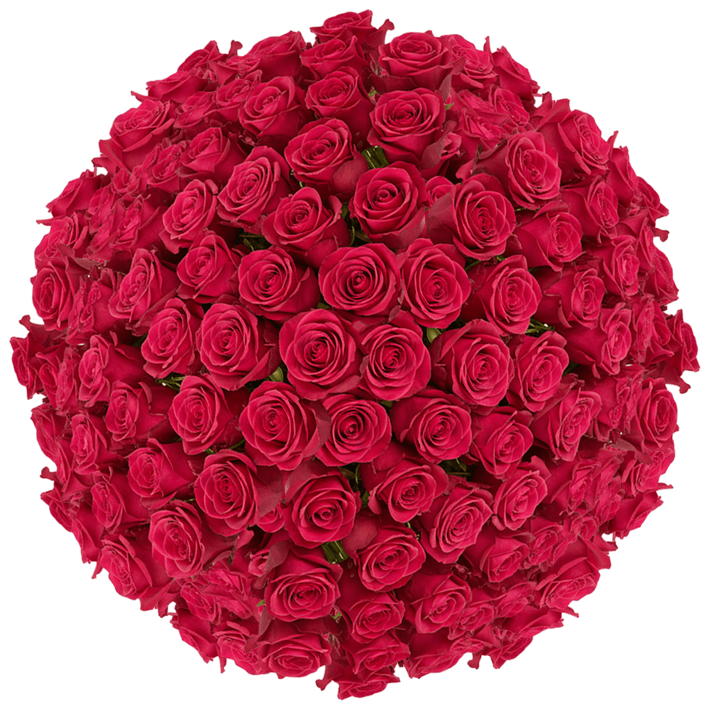 100 Queen Berry Roses – Fresh Hot Pink Roses