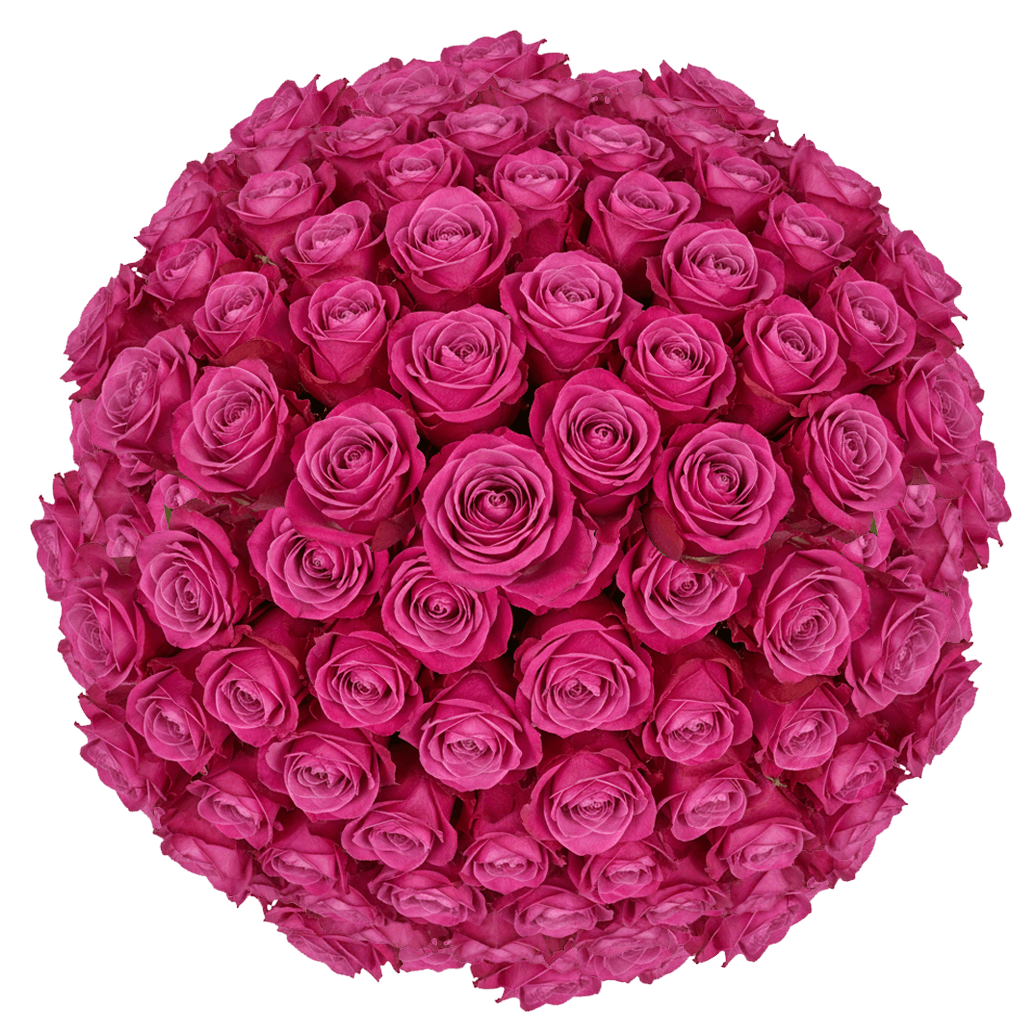 100 Queen’s Crown Roses – Fresh Hot Pink Roses