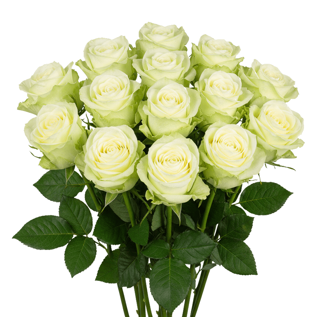 12 Green Tea Roses – Soft Green Roses