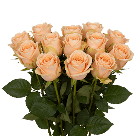 12 High & Arena Roses – Peach Roses