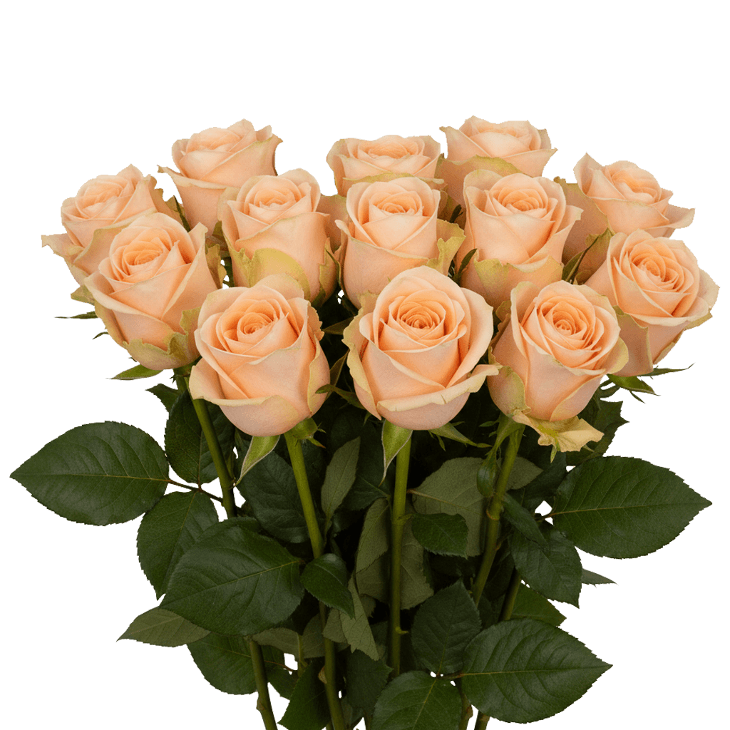 12 High & Arena Roses – Peach Roses