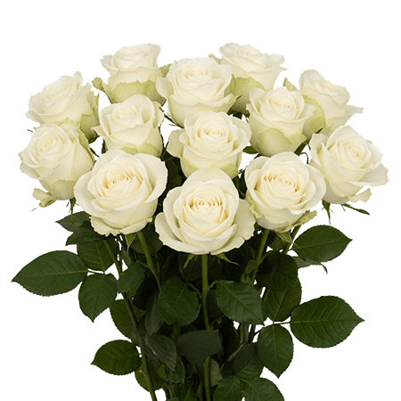 12 Mondial Roses – Premium White Roses