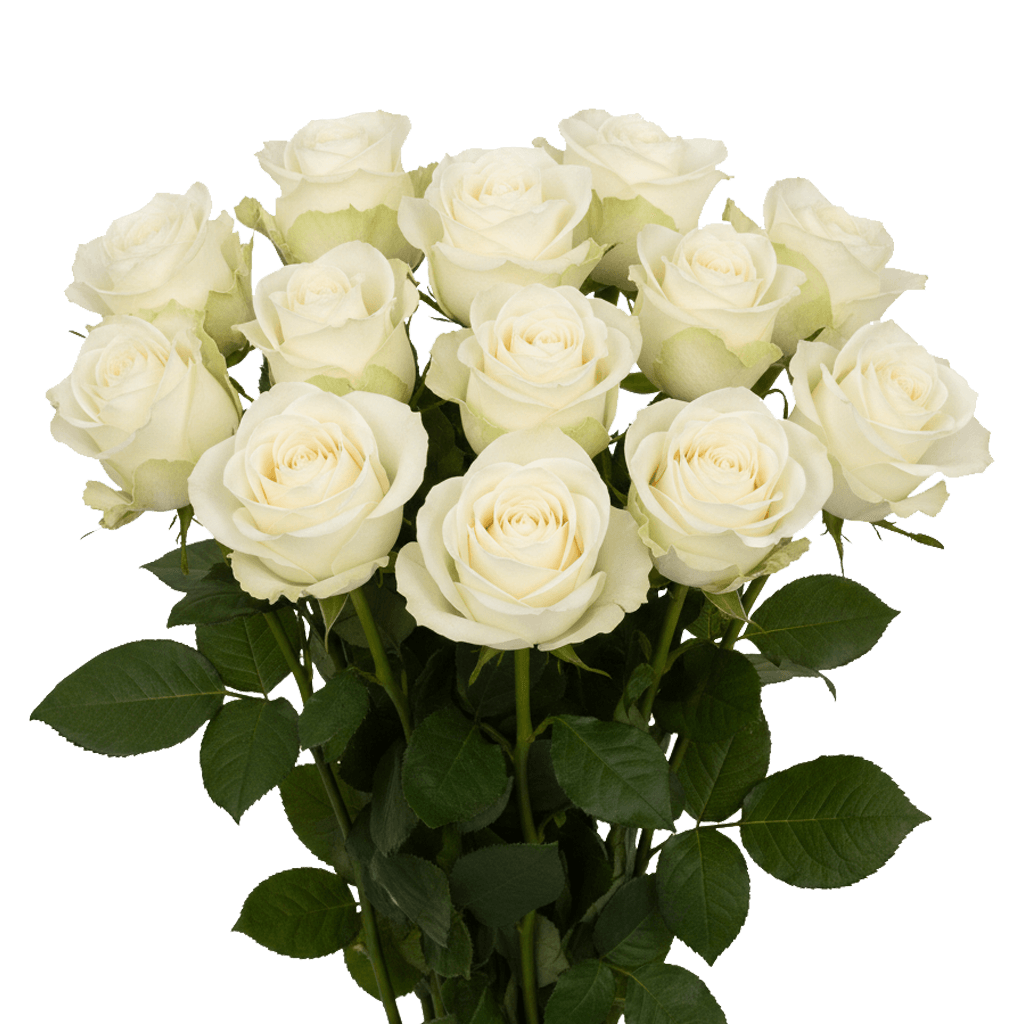 12 Mondial Roses – Premium White Roses