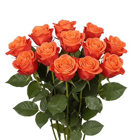 12 Orange Crush Roses – Fresh Orange Roses