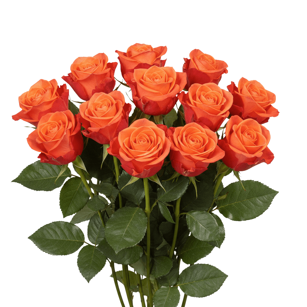 12 Orange Crush Roses – Fresh Orange Roses