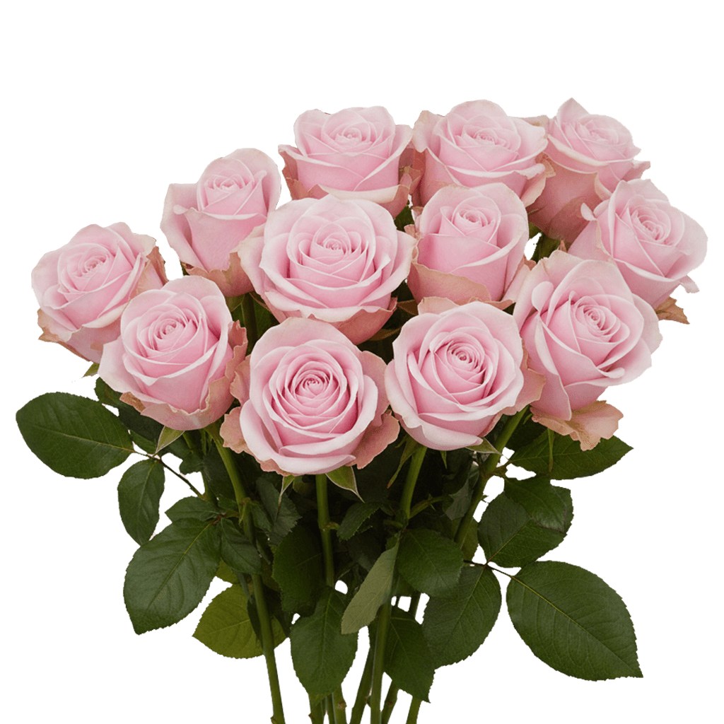 12 Pink Mondial Roses – Light Pink Roses