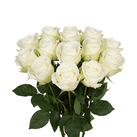 12 Polar Star Roses – Fresh White Roses