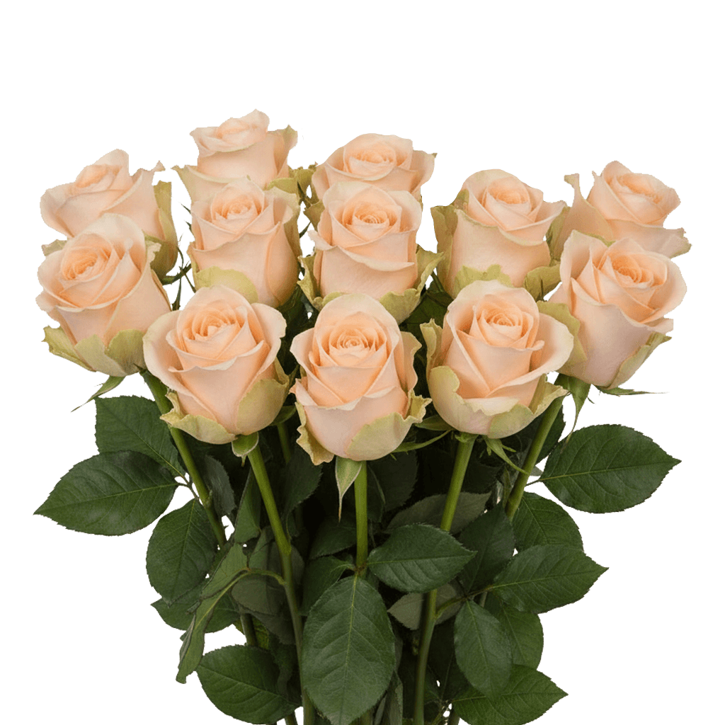 12 Tiffany Roses – Fresh Peach Roses