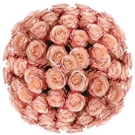 150 Princess Crown Roses (Long) – Peach Roses