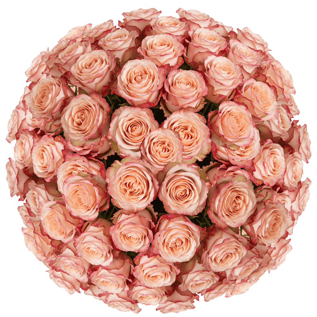 150 Princess Crown Roses (Long) – Peach Roses