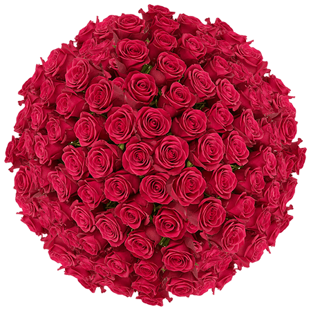 150 Queen Berry Roses – Fresh Hot Pink Roses