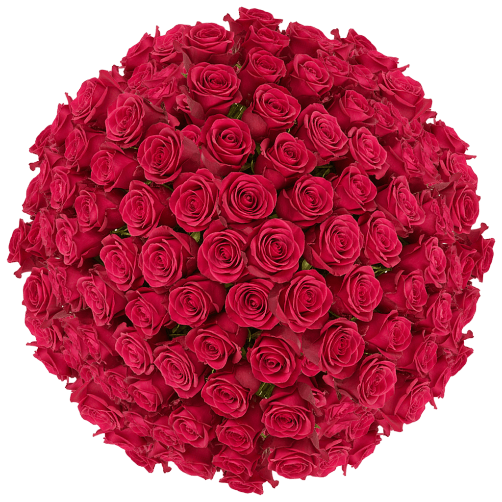 150 Queen Berry Roses – Fresh Hot Pink Roses