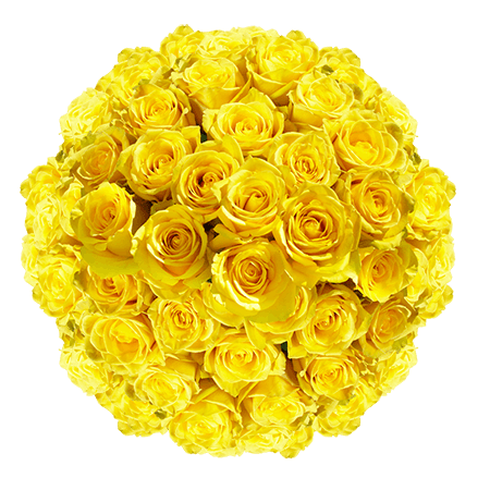 150 Yellow Bikini Roses (Long) – Yellow Roses