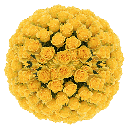 200 Momentum Roses – Bulk Yellow Roses