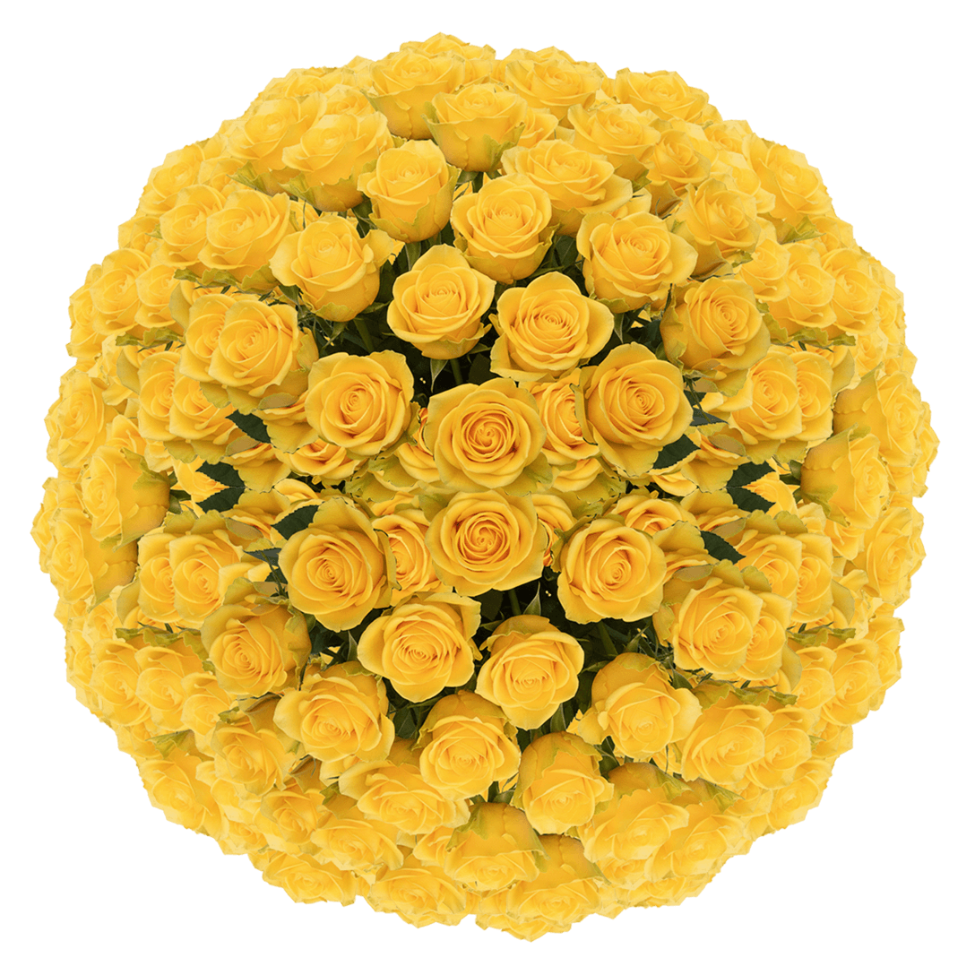 200 Momentum Roses – Bulk Yellow Roses