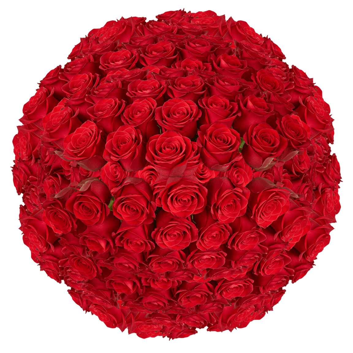 200 New Face Roses (Medium) – Orange Roses