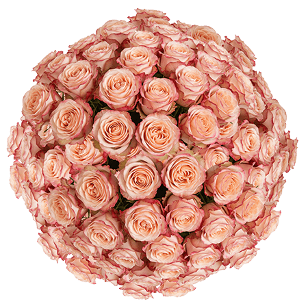 200 Princess Crown Roses (Medium) – Peach Roses