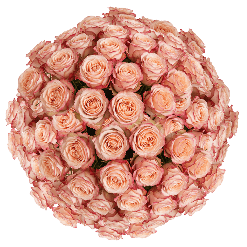 200 Princess Crown Roses (Medium) – Peach Roses