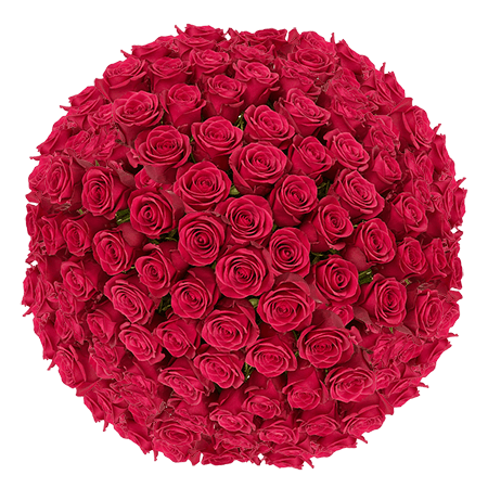 200 Queen Berry Roses – Bulk Hot Pink Roses
