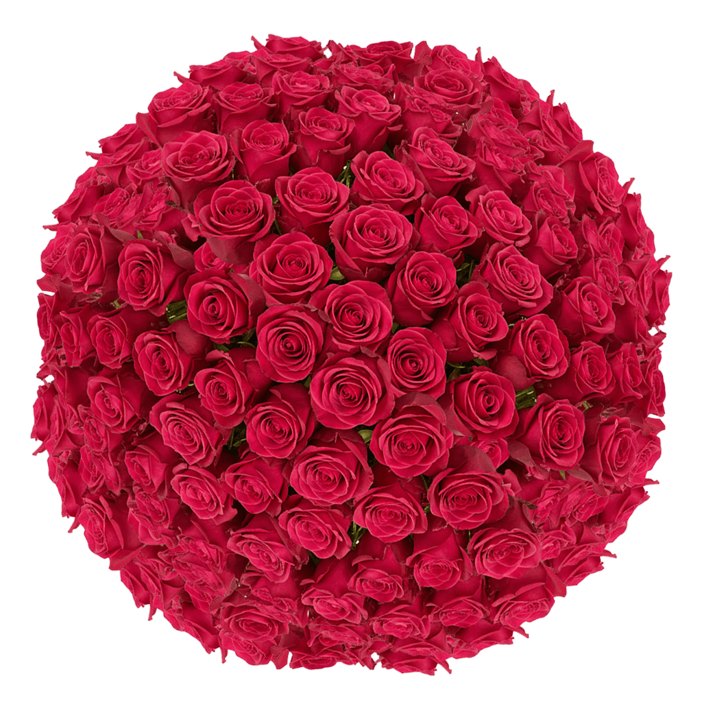 200 Queen Berry Roses – Bulk Hot Pink Roses