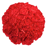 Carn Std Red (QB) [Include Flower Food] (OM) For Delivery to Georgia