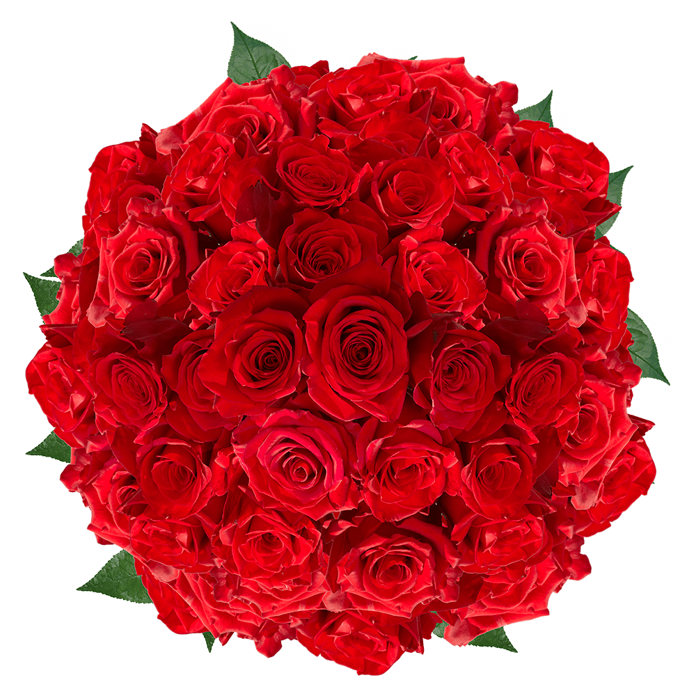 30 Special Rose Color Meanings - Beautiful Flowers for Valentine's Day