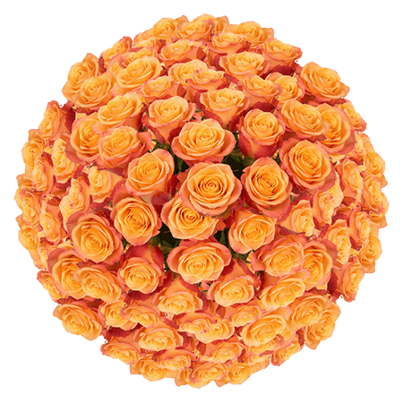 200 Tycoon Roses (Medium) – Fresh Orange Roses