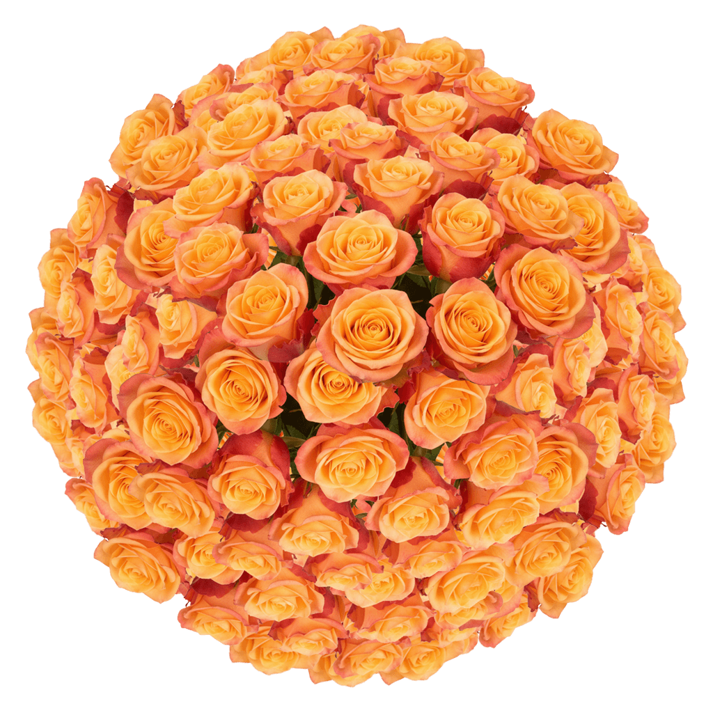 200 Tycoon Roses (Medium) – Fresh Orange Roses