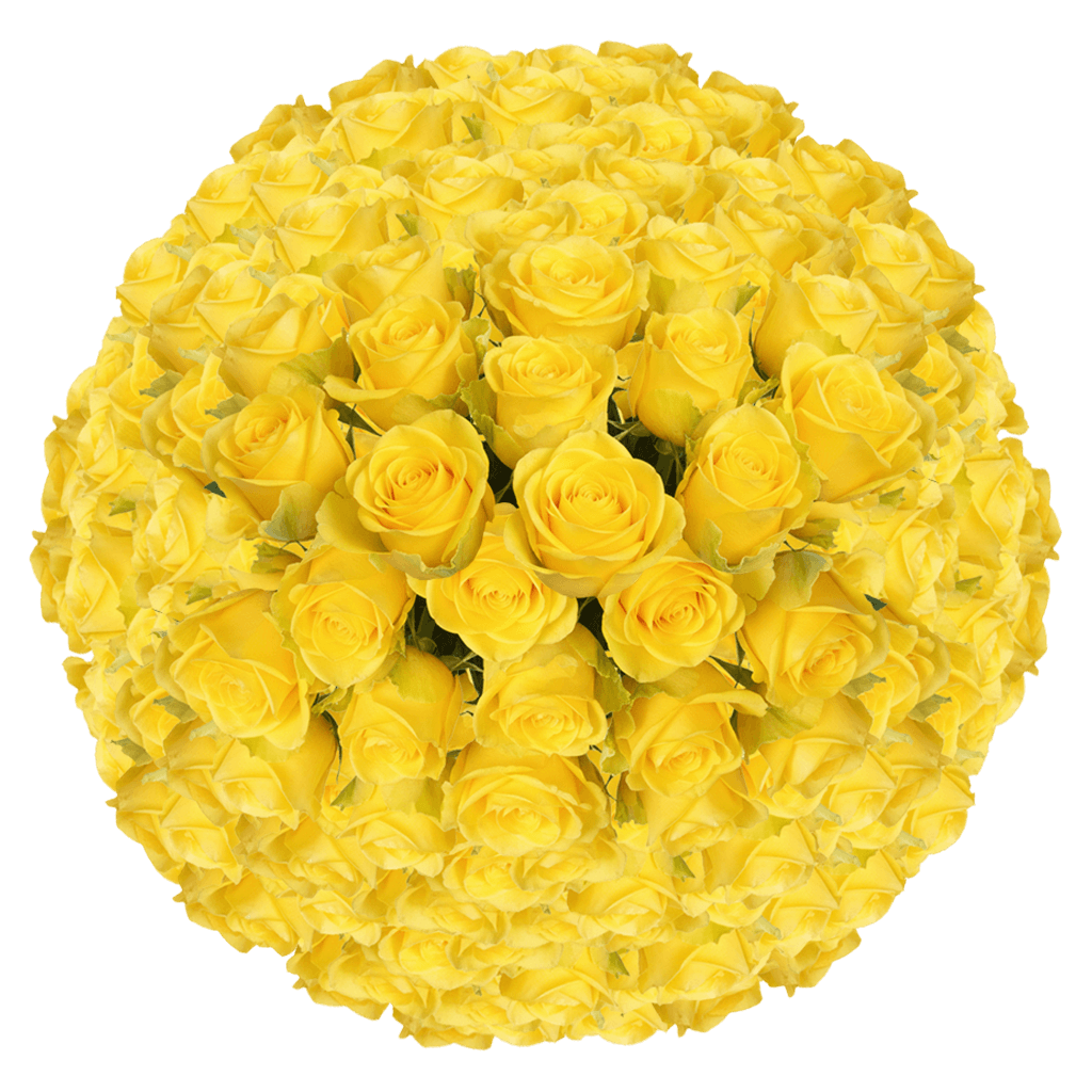 200 Yellow Bikini Roses – Bulk Yellow Roses