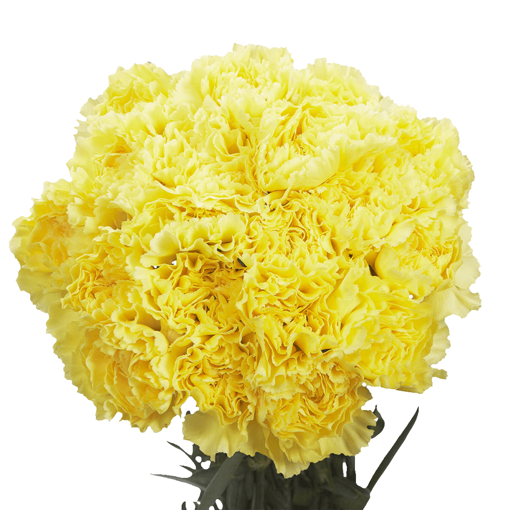 24 Hours Flower Delivery Yellow Carnations