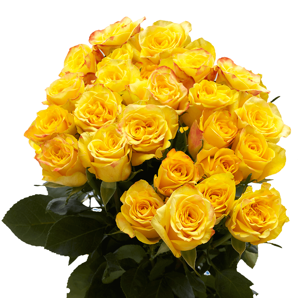 24 Yellow Roses Fresh Flower Bouquets