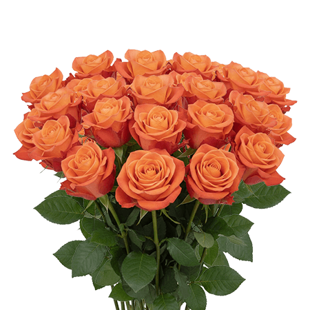 25 Alive Roses – Fresh Orange Roses