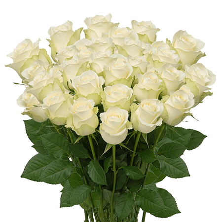 25 Alpe Dhuez White Roses – Premium Roses