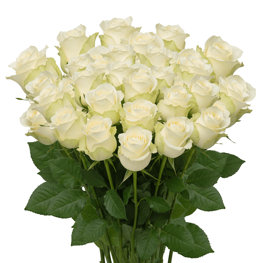 25 Alpe Dhuez White Roses – Premium Roses