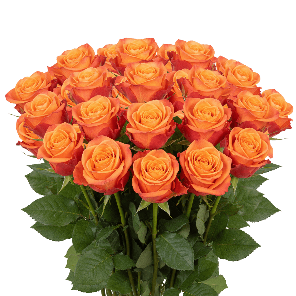 25 Amber Roses – Fresh Orange Roses