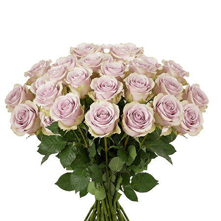25 Andrea Roses – Fresh Lavender Roses