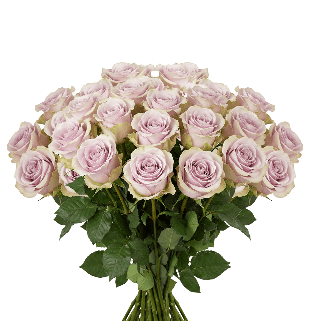 25 Andrea Roses – Fresh Lavender Roses