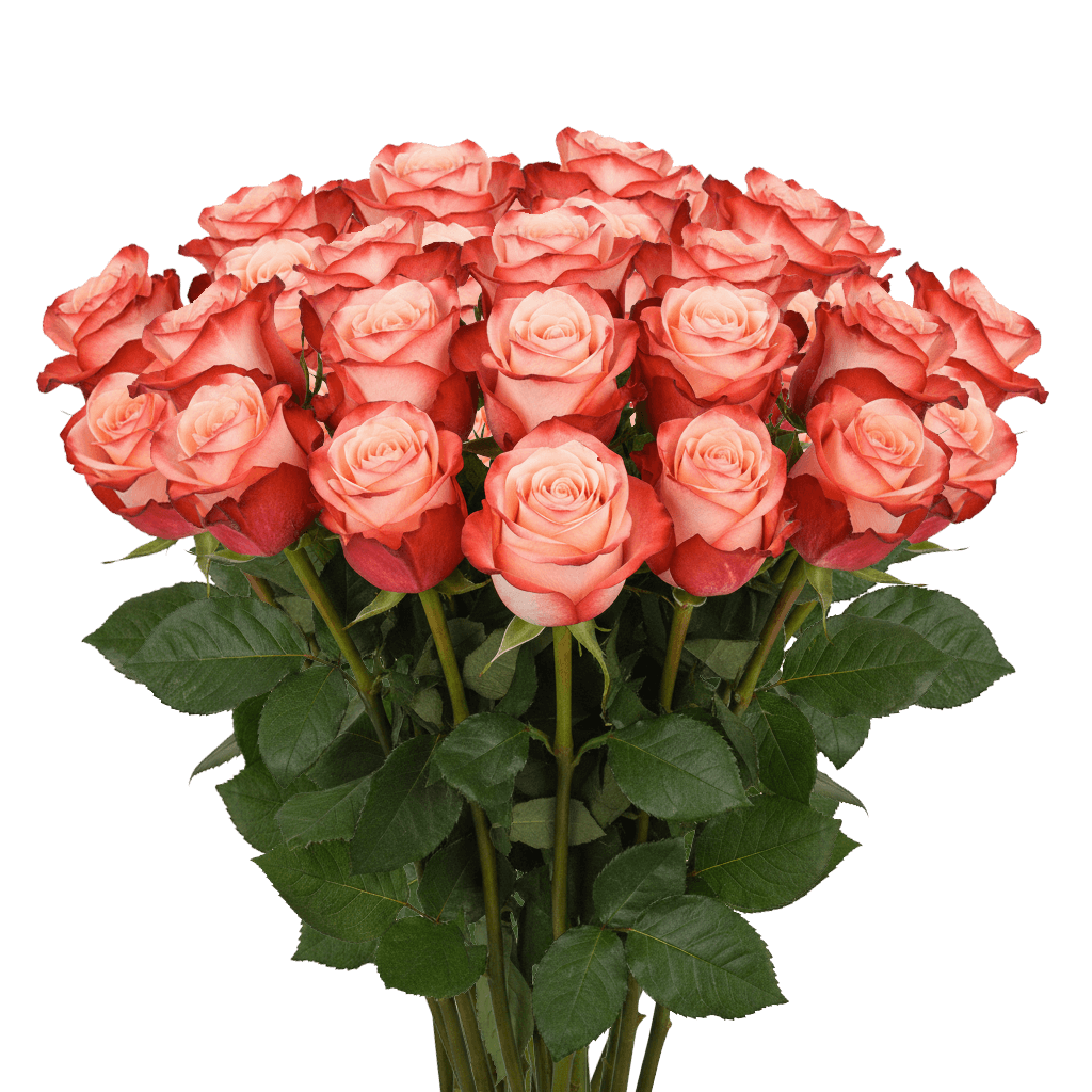 25 Blush Roses – Fresh Bi-Color Roses